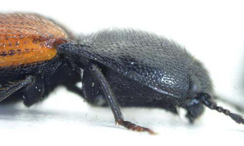 Ampedus elongatulus